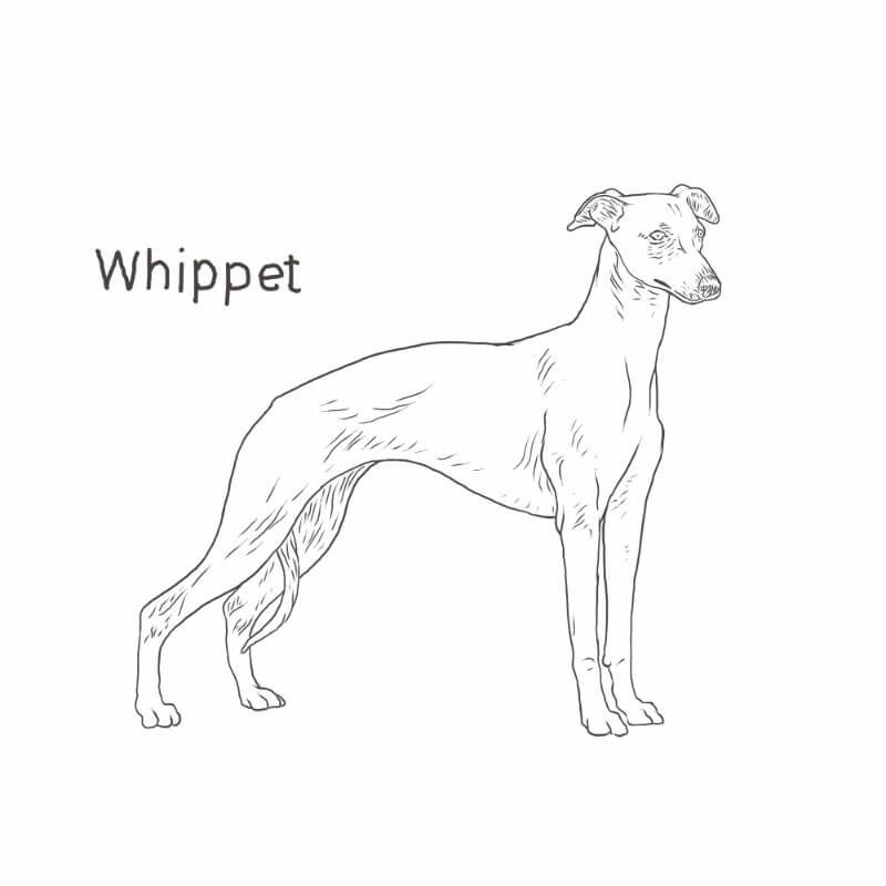 Whippet drawing dog breeds list dog breeds list dog breeds whippet dog