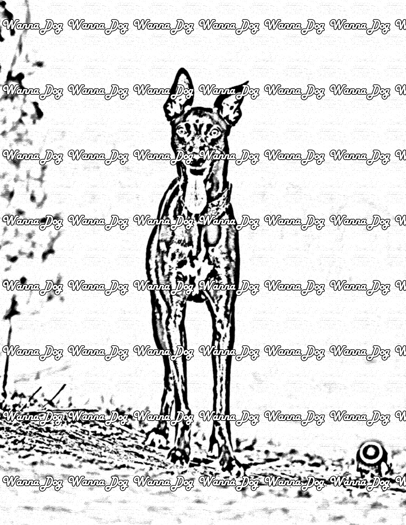 Whippet coloring pages â wanna dog