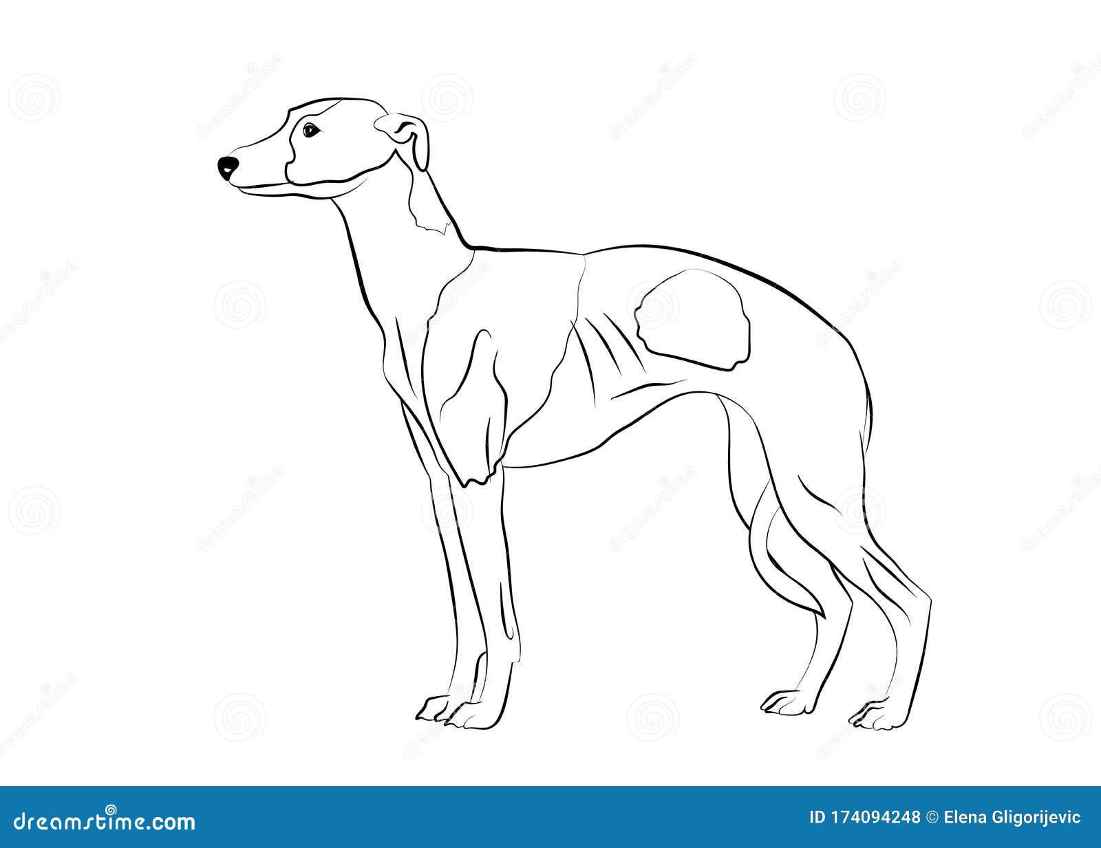Whippet greyhound realistic silhouette outline on white background line art stock vector