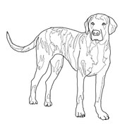 Whippet coloring page free printable coloring pages