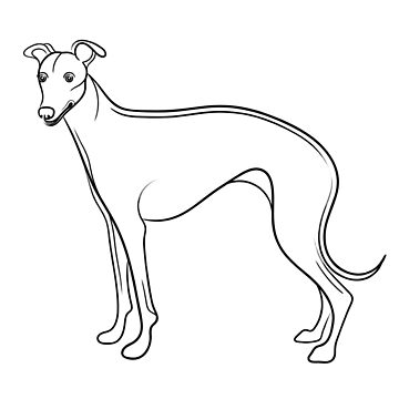 Whippet line drawing poster for sale by adam regester