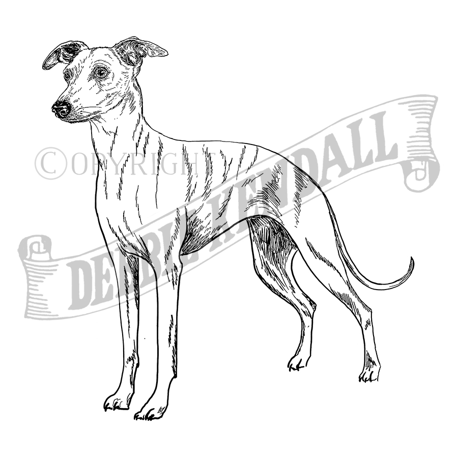Whippet dog rubber stamp from the english stamp pany