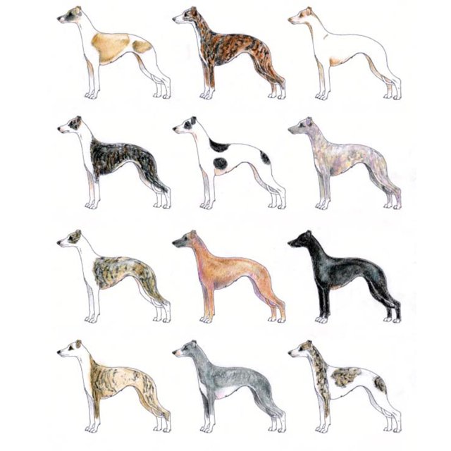 Whippet colors