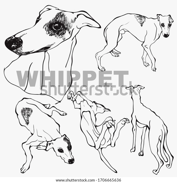 Whippet dog english dog vector drawing stock vector royalty free