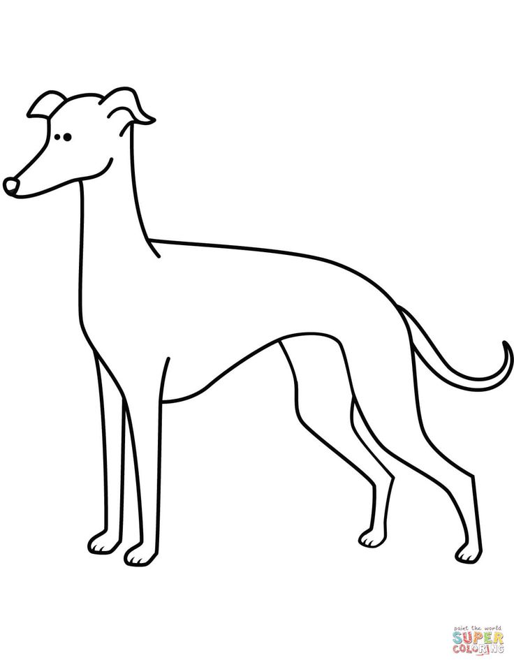 Funny greyhound coloring page free printable coloring pages dog coloring page dog coloring book greyhound