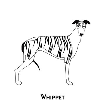 Whippet silhouette images â browse photos vectors and video