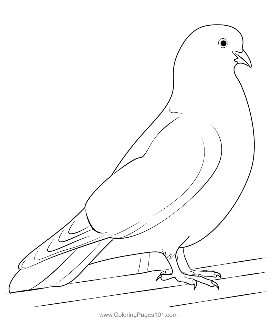 Cute white dove coloring page for kids
