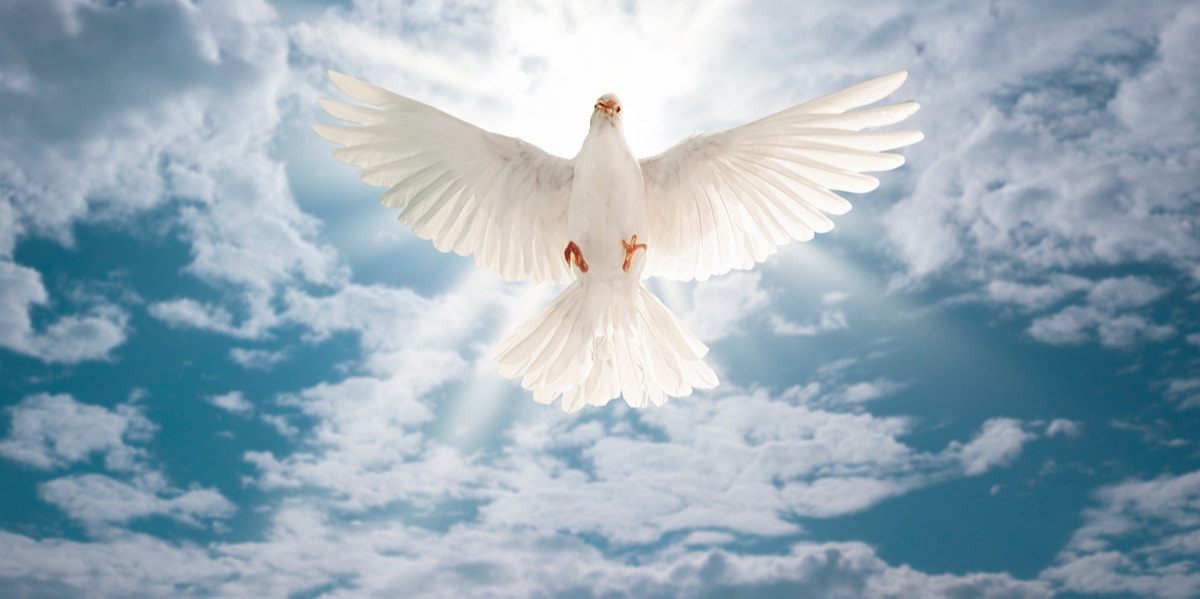 Dove symbolism spiritual meanings of dove spirit animal