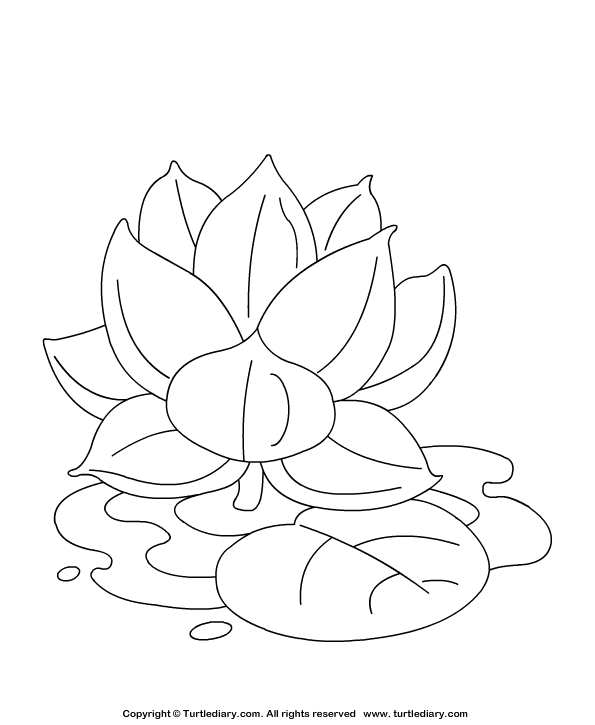 Calming lotus coloring page for kids