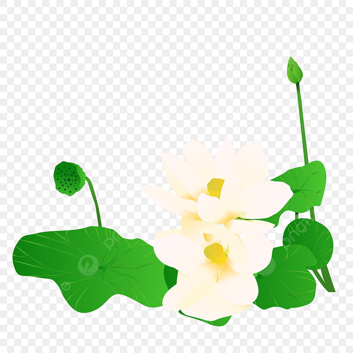 White lotus flower vector art png images free download on
