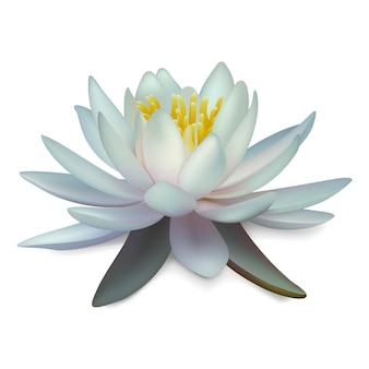 Lotus flower png vectors illustrations for free download