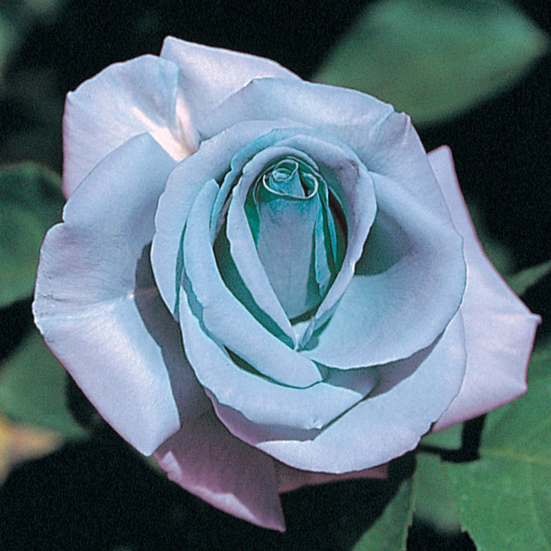 Blue girl hybrid tea rose gurneys seed nursery co