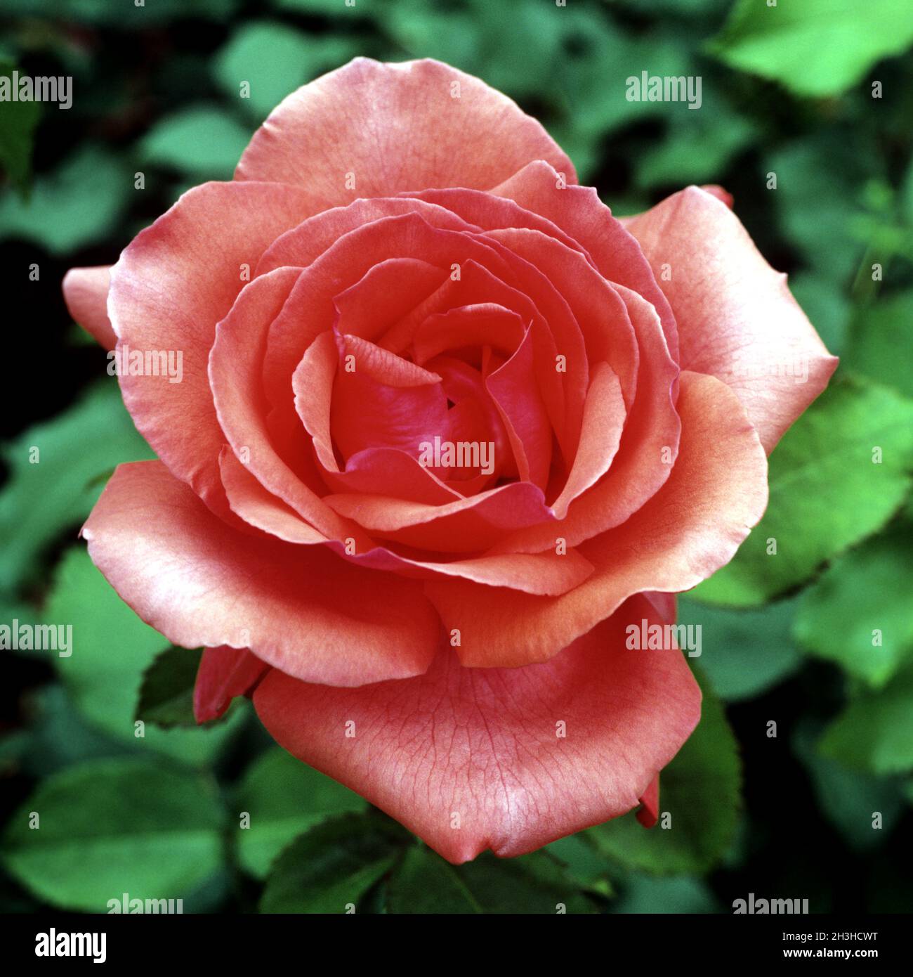 Magic rose hi