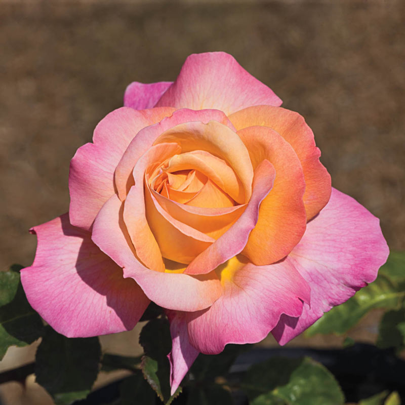Chicago peace hybrid tea roseroses for sale from gurneys