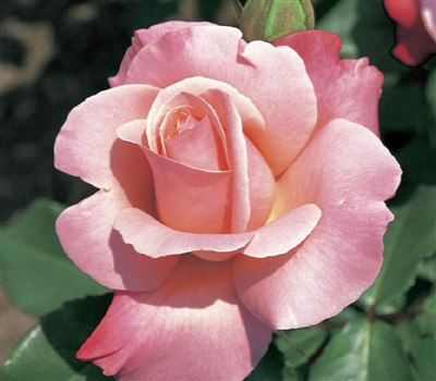Color magic hybrid tea rose