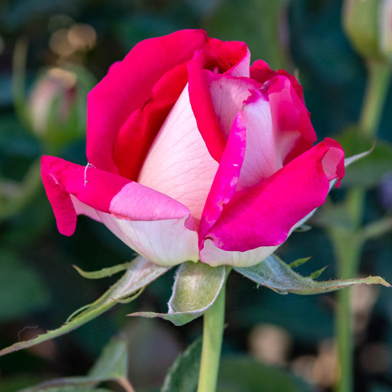 Picture perfectâ hybrid tea rose gurneys seed nursery co