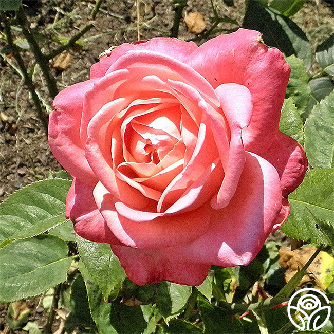 Portrait â heirloom roses