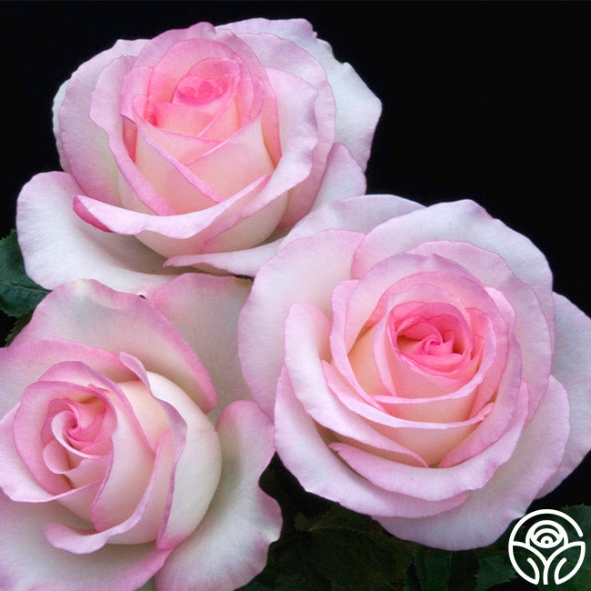 Moonstone rose