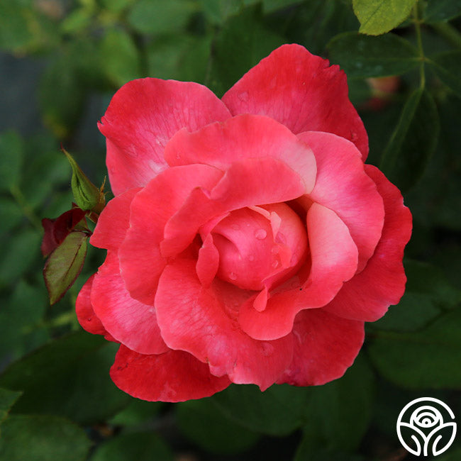 Color magic rose