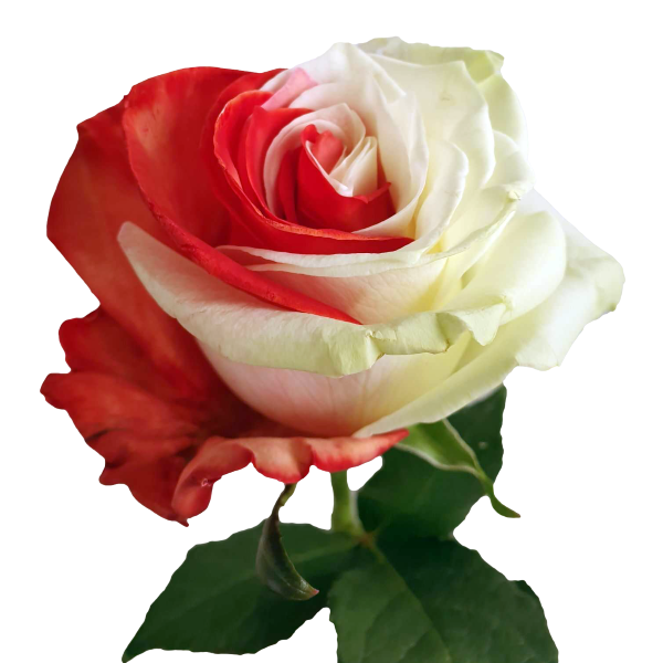 Red and white tinted roses