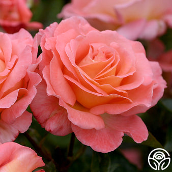 Color magic rose