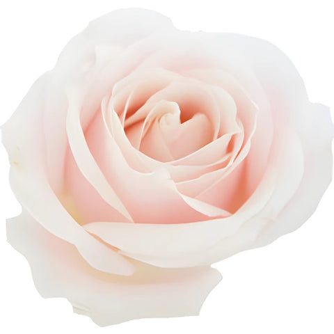 Buy wholesale hybrid tea rose sweet avalanche in bulk