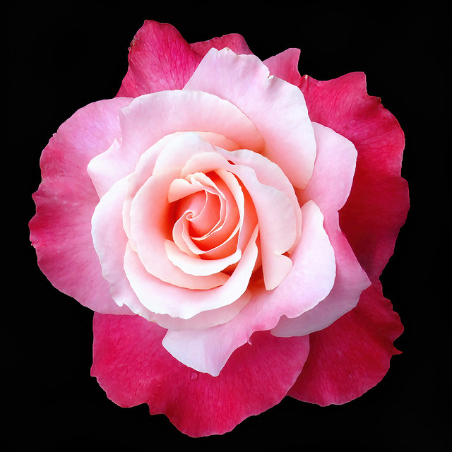 Color magic rose