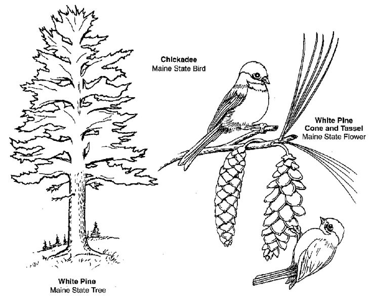 Clchickgif ã tree coloring page coloring pages flag coloring pages