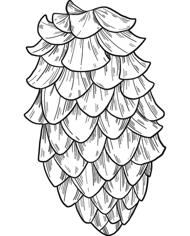 Pine cone coloring page free printable coloring pages