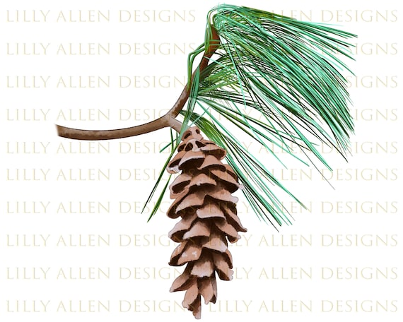 Pine branch illustrations png digital downloadwhite pine cone sublimation pngbotanical png image for wall art printsinvitationsdecoupage