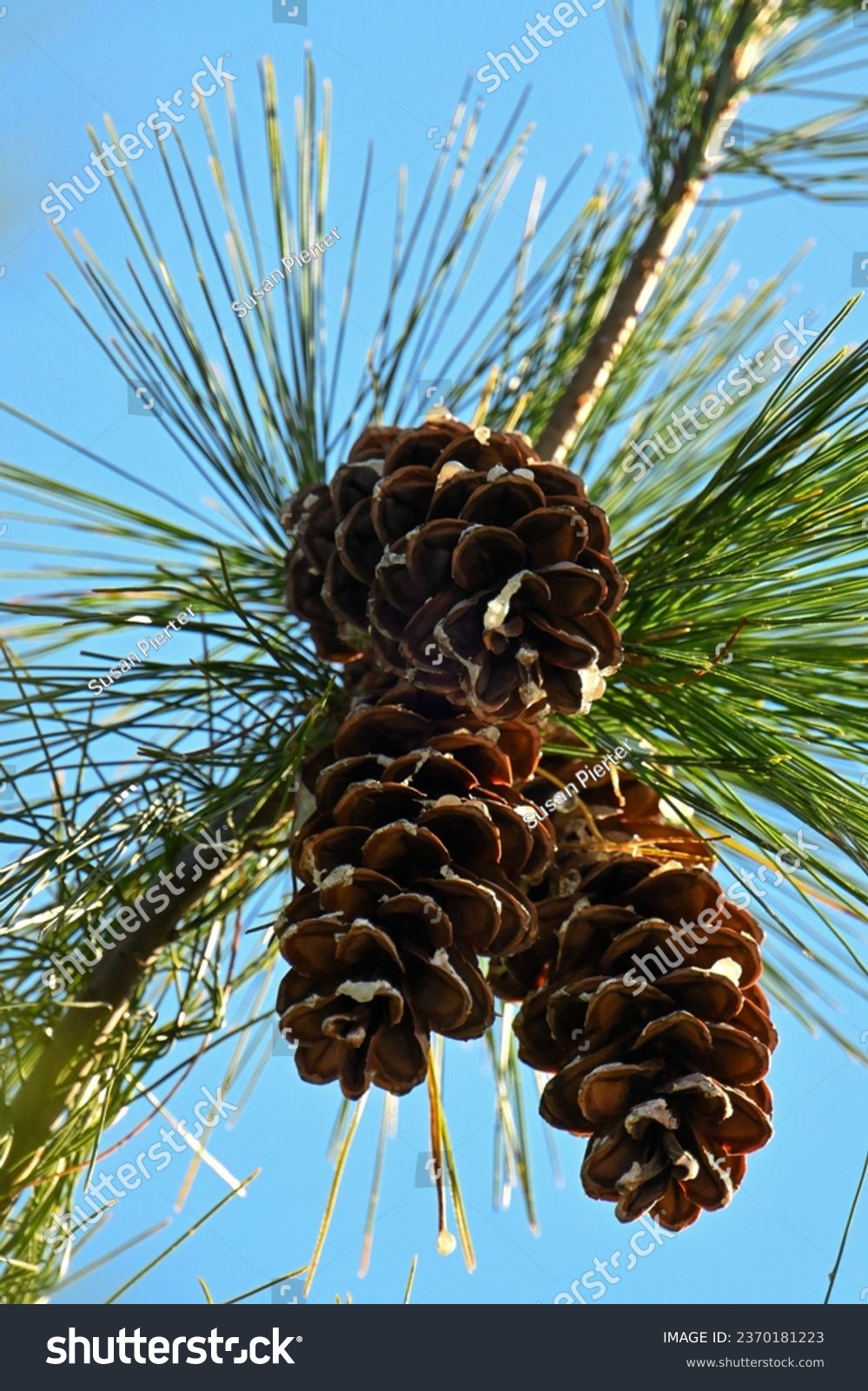 White pine cone tassel images stock photos d objects vectors