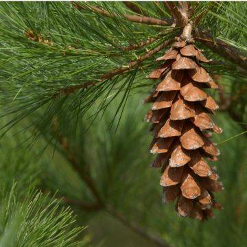 White pine