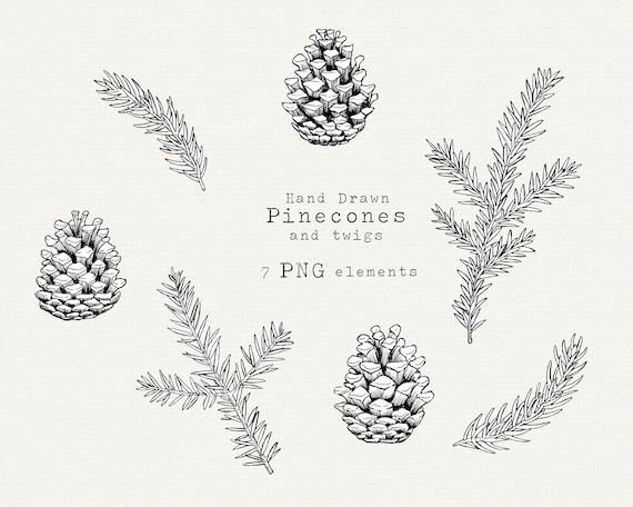 Pine cone clip art hand drawn christmas clip art pine drawing pinecone png christmas botanical line art vintage illustration holiday