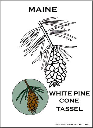 Maine state flower