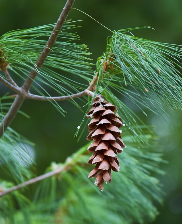 Filepinus strobus cone sciondriverjpg