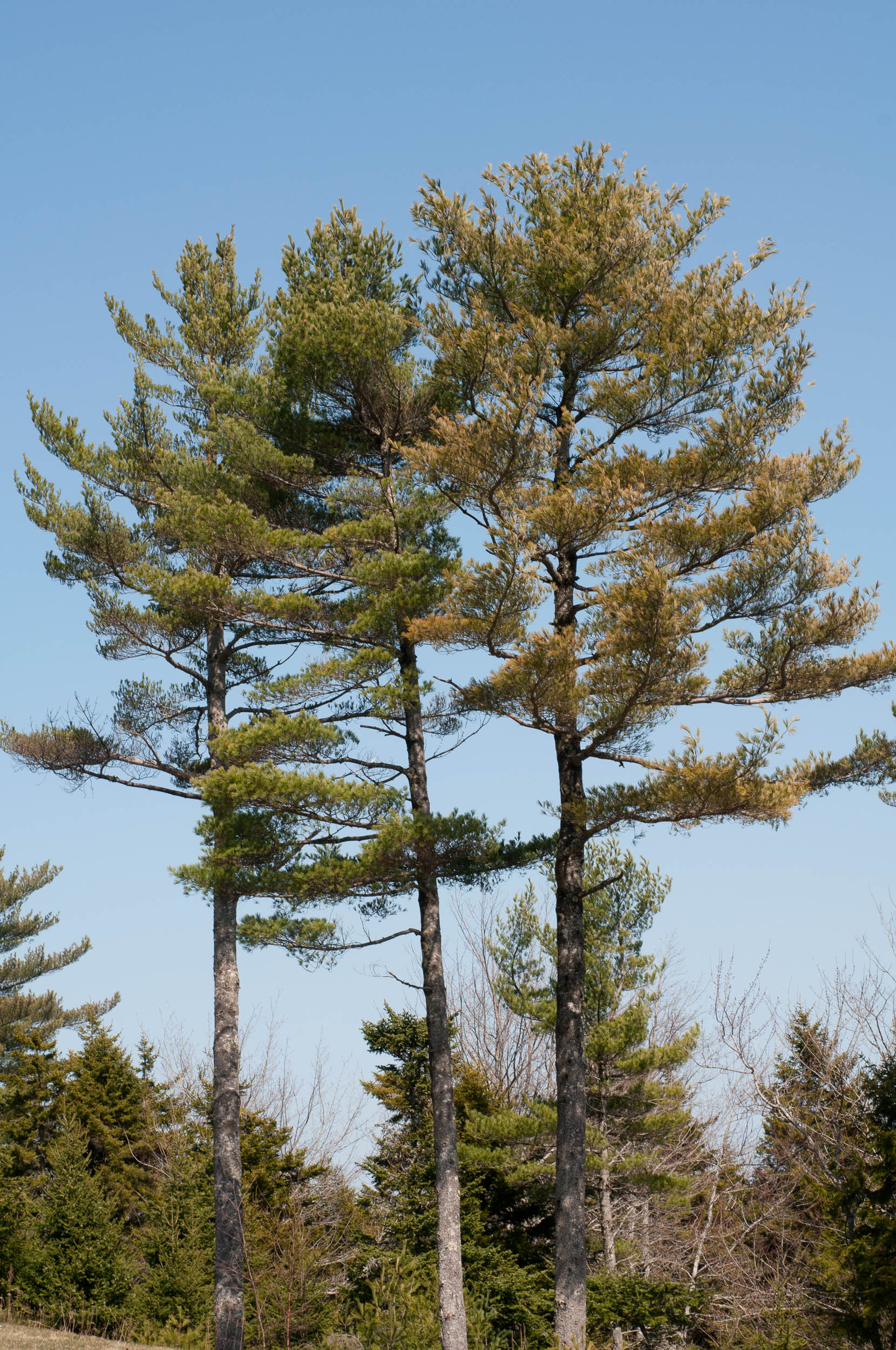 State tree