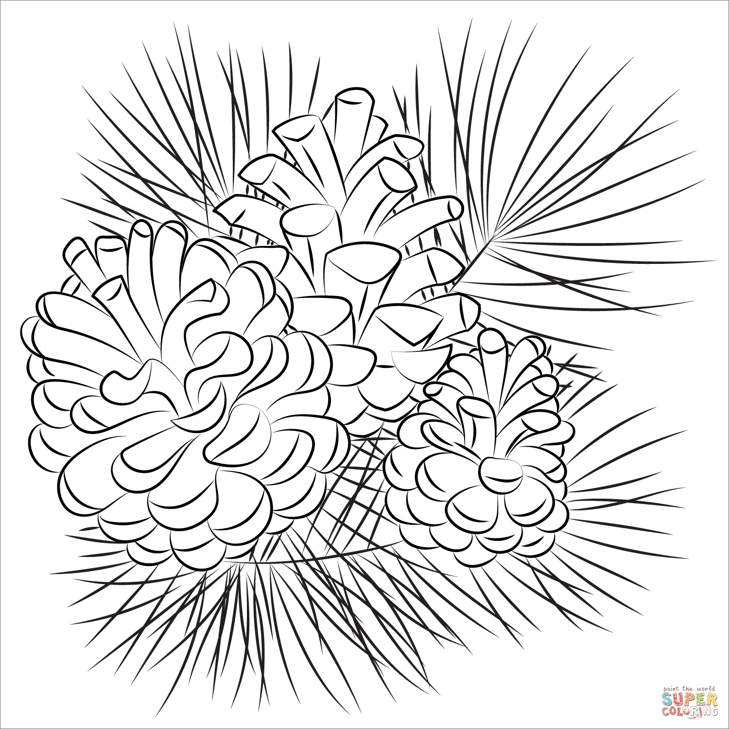 Pine cone coloring page free printable coloring pages