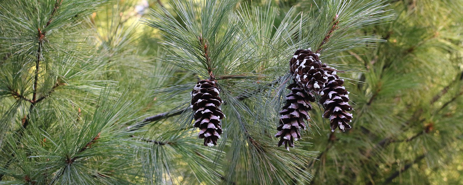 White pine lincoln park zoo