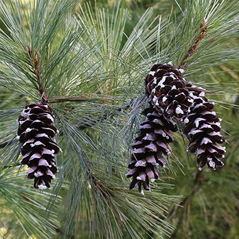 White pine lincoln park zoo