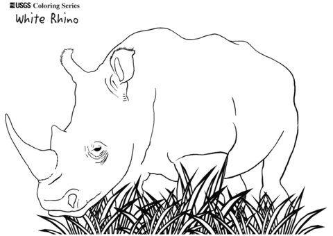 White rhino coloring page free printable coloring pages