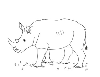 Southern white rhinoceros coloring page by mama draw it tpt