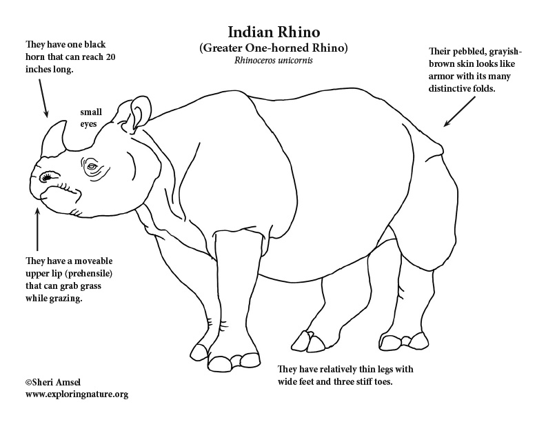 Rhino indian coloring page