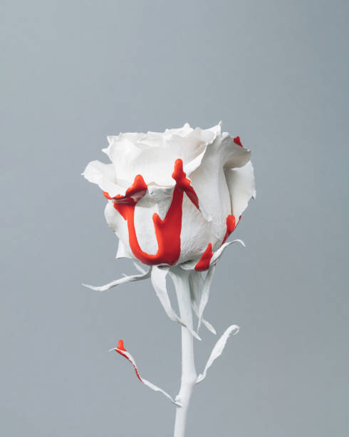 White rose with blood stock photos pictures royalty