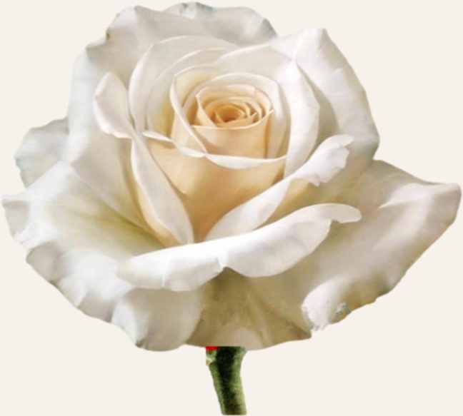 White roses meaning symbolism history