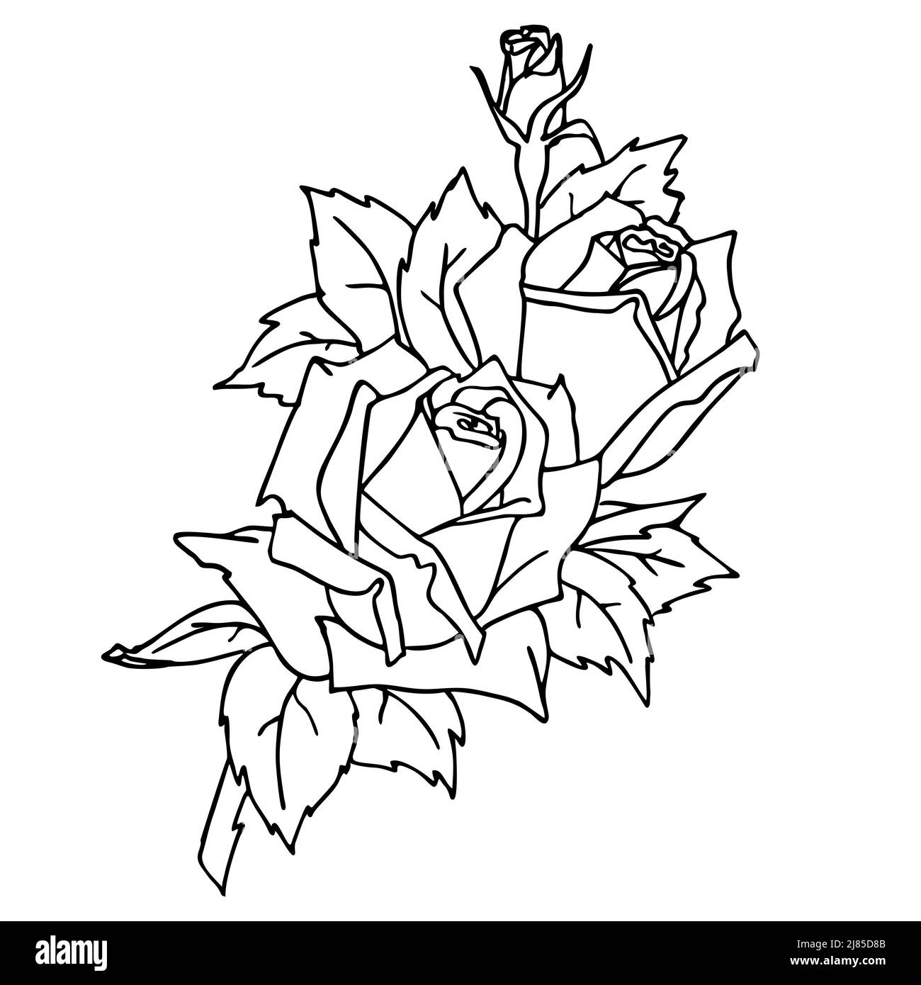 Outline rose hi