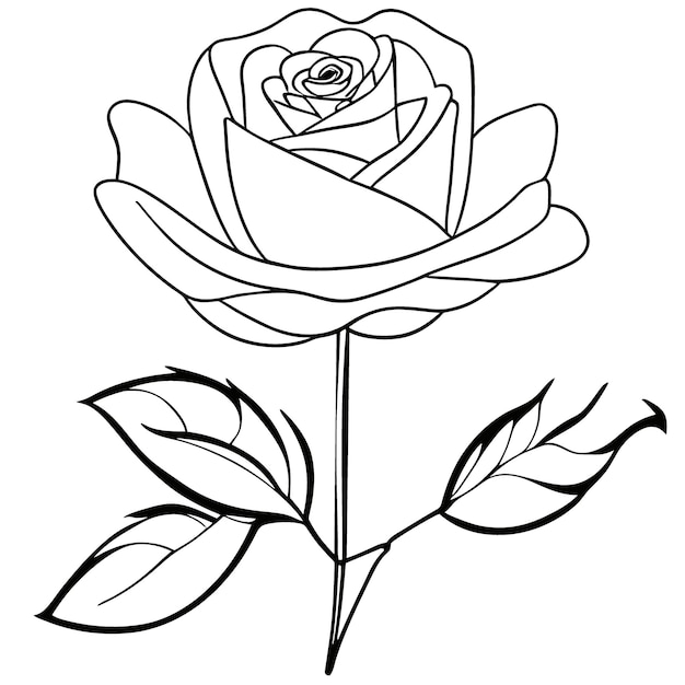 Premium vector rose for drawing coloring book vector illustration line art