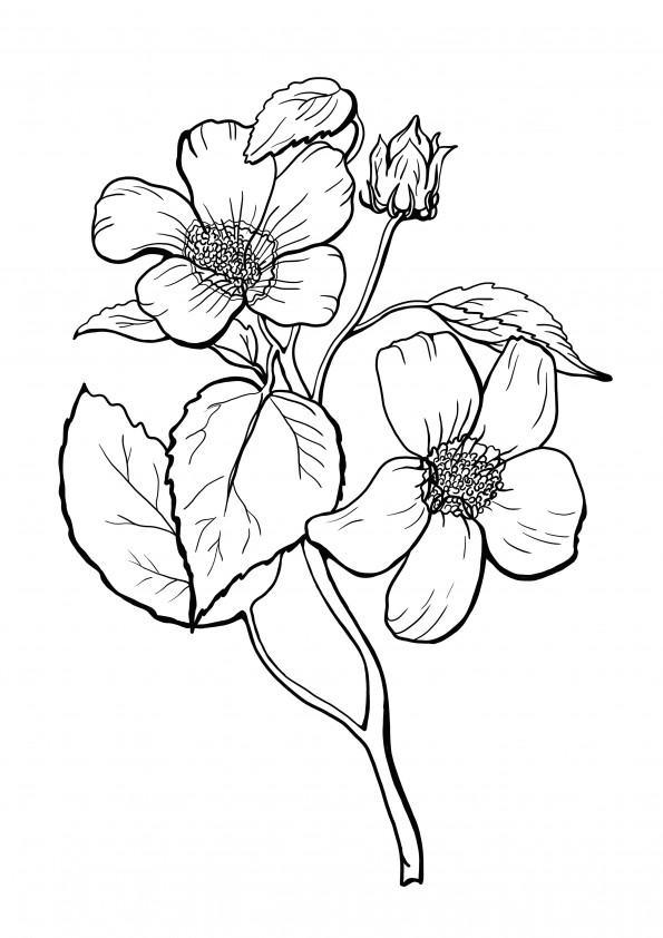 Coloring pages