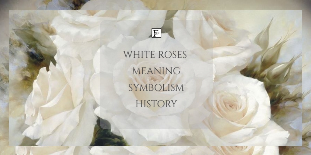 White roses meaning symbolism history