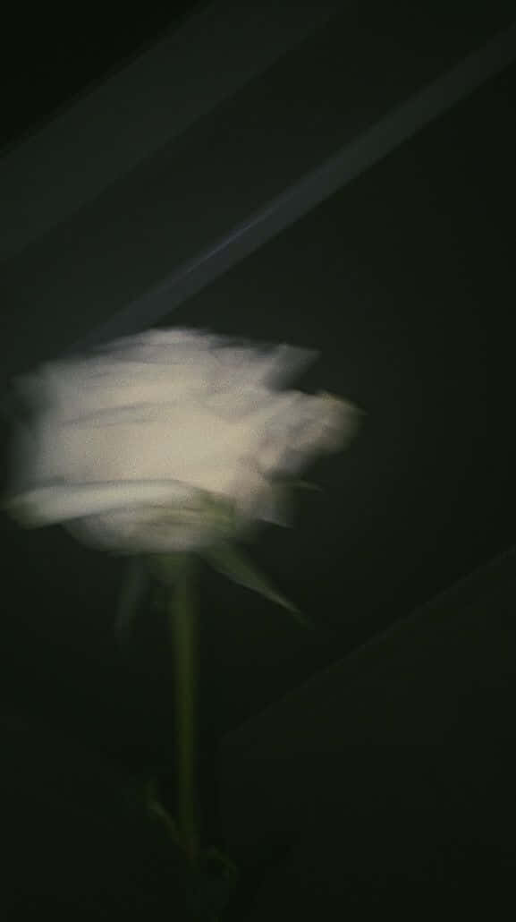 Download blurry white rose on black picture