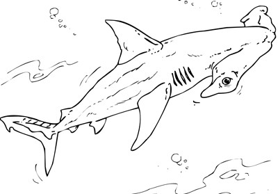 Great white shark